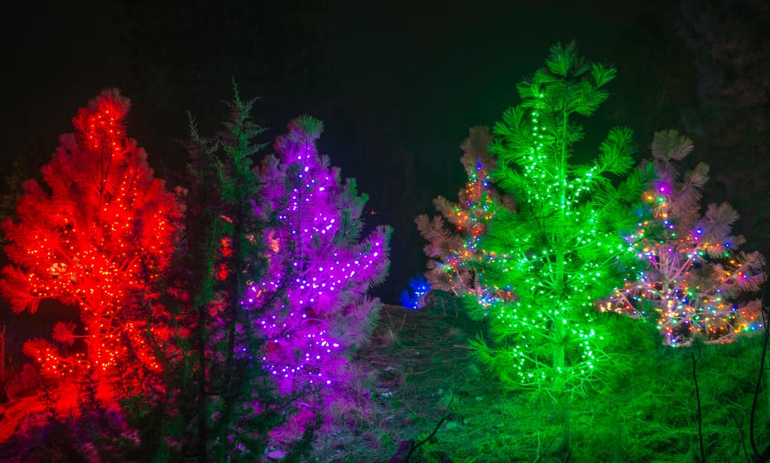 trees with lighting of different colors